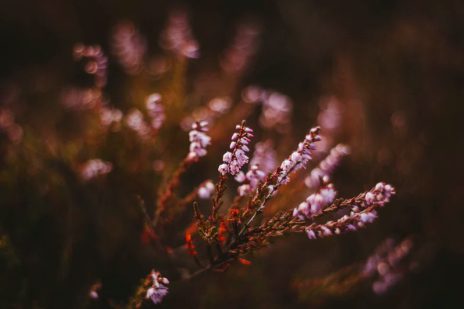 Speyside Moorland Heather